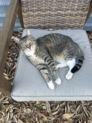 Reunited Male Cat last seen Urbana 6th Grade Center, Urbana, IL 61801