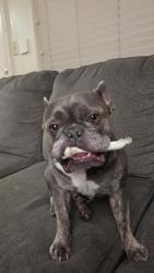Reunited Male Dog last seen Winchester, San Jose, CA 95128