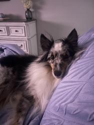 Lost Male Dog last seen Knights landing subdivision, Valdosta, GA 31605