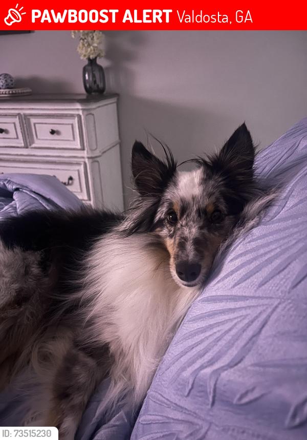 Lost Male Dog last seen Knights landing subdivision, Valdosta, GA 31605