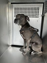 Shelter Stray Male Dog last seen Near E Felix St Site 300, South District, TX, 355 Hillshire Dr, Haslet, TX 76052, USA