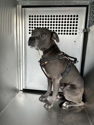 Shelter Stray Male Dog last seen Near E Felix St Site 300, South District, TX, 355 Hillshire Dr, Haslet, TX 76052, USA