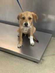 Shelter Stray Male Dog last seen Near EAST LOOP 820 SOUTH FWY, East District, TX, 355 Hillshire Dr, Haslet, TX 76052, USA