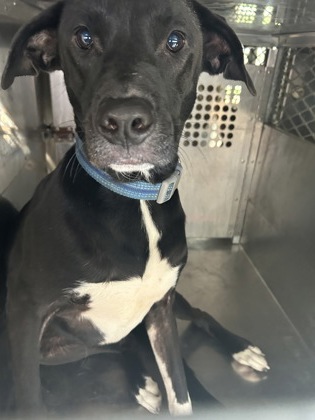 Shelter Stray Male Dog last seen Near DONNELLY CIR, West District,, 355 Hillshire Dr, Haslet, TX 76052, USA