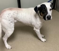 Shelter Stray Female Dog last seen Near W. Vickery Blvd, West District, TX, 355 Hillshire Dr, Haslet, TX 76052, USA