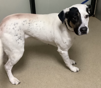 Shelter Stray Female Dog last seen Near W. Vickery Blvd, West District, TX, 355 Hillshire Dr, Haslet, TX 76052, USA