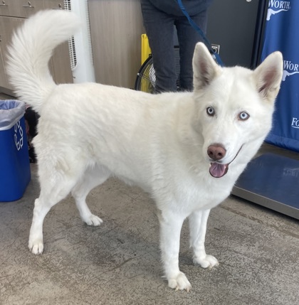 Shelter Stray Female Dog last seen Braeview and Western Center Blvd, Central District, TX, 355 Hillshire Dr, Haslet, TX 76052, USA