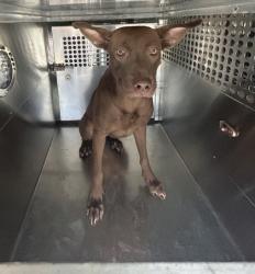Shelter Stray Female Dog last seen Near South fwy, South District, TX, 355 Hillshire Dr, Haslet, TX 76052, USA