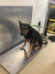 Shelter Stray Male Dog last seen , East District, TX, 355 Hillshire Dr, Haslet, TX 76052, USA