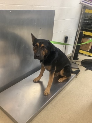 Shelter Stray Male Dog last seen , East District, TX, 355 Hillshire Dr, Haslet, TX 76052, USA