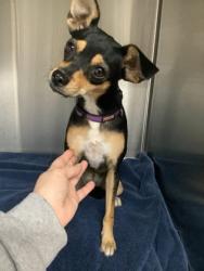 Shelter Stray Female Dog last seen Near I. M. Terrell Way, Central District, TX, 355 Hillshire Dr, Haslet, TX 76052, USA
