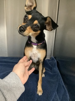 Shelter Stray Female Dog last seen Near I. M. Terrell Way, Central District, TX, 355 Hillshire Dr, Haslet, TX 76052, USA