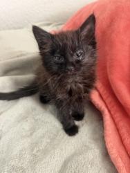 Shelter Stray Female Cat last seen Elder Creek Rd and 65th st, City of Sacramento, CA, 6201 Florin Perkins Rd, Sacramento, CA 95828, USA