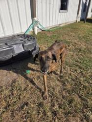 Shelter Stray Female Dog last seen Blades Rd / Godette School Rd, Havelock,, 1639 Old Airport Rd, New Bern, NC 28562, USA