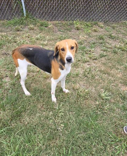 Shelter Stray Female Dog last seen Olympia rd, Pamlico County, NC, 1639 Old Airport Rd, New Bern, NC 28562, USA