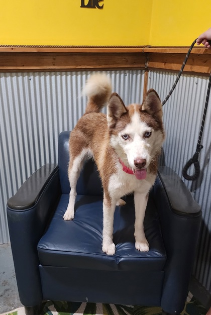 Shelter Stray Female Dog last seen Barton Chapel Rd, Mason County, WV, 1965 Fairground Rd, Point Pleasant, WV 25550, USA