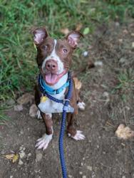 Shelter Stray Male Dog last seen Near st clair, 5th District, OH, 9203 Detroit Ave, Cleveland, OH 44102, USA