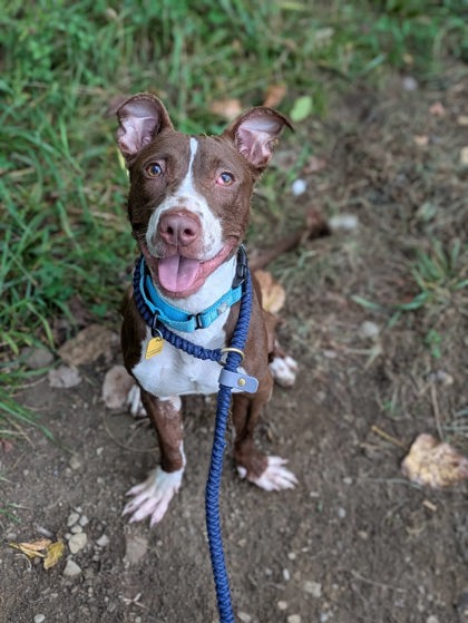 Shelter Stray Male Dog last seen Near st clair, 5th District, OH, 9203 Detroit Ave, Cleveland, OH 44102, USA