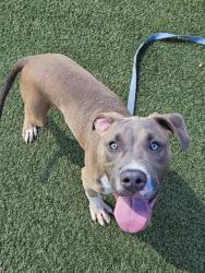 Shelter Stray Male Dog last seen Near E 91, 5th District, OH, 9203 Detroit Ave, Cleveland, OH 44102, USA