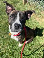 Shelter Stray Female Dog last seen Near Parkmount, 1st District, OH, 9203 Detroit Ave, Cleveland, OH 44102, USA