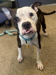 Shelter Stray Female Dog last seen E 79 & La Grange, 3rd District, OH, 9203 Detroit Ave, Cleveland, OH 44102, USA