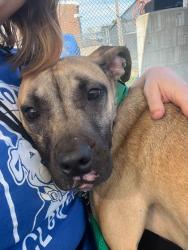 Shelter Stray Male Dog last seen E 86 & Wade Park, 3rd District, OH, 9203 Detroit Ave, Cleveland, OH 44102, USA
