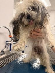 Shelter Stray Female Dog last seen E 93 & Kinsman, 4th District, OH, 9203 Detroit Ave, Cleveland, OH 44102, USA