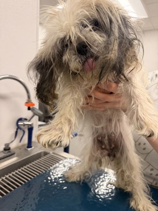 Shelter Stray Female Dog last seen E 93 & Kinsman, 4th District, OH, 9203 Detroit Ave, Cleveland, OH 44102, USA