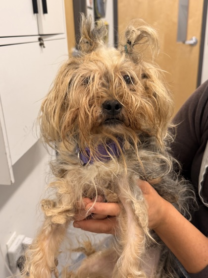 Shelter Stray Female Dog last seen Near E 149, 4th District, OH, 9203 Detroit Ave, Cleveland, OH 44102, USA