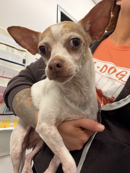 Shelter Stray Male Dog last seen W 44 & Clark, 2nd District, OH, 9203 Detroit Ave, Cleveland, OH 44102, USA