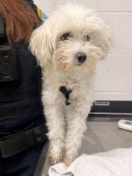 Shelter Stray Female Dog last seen Near Nursery, 3rd District, OH, 9203 Detroit Ave, Cleveland, OH 44102, USA