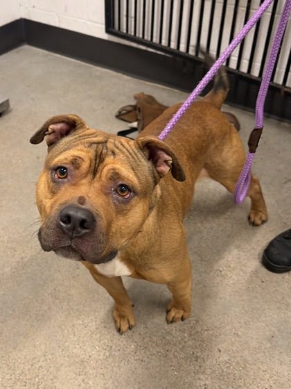 Shelter Stray Male Dog last seen , 4th District, OH, 9203 Detroit Ave, Cleveland, OH 44102, USA
