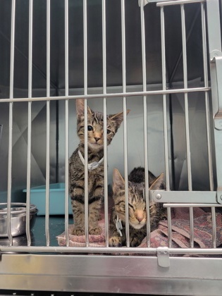 Shelter Stray Unknown Cat last seen Near Hague Rd, Abandoned at HSHC, IN, 10501 Hague Rd, Fishers, IN 46038, USA