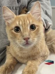 Shelter Stray Male Cat last seen BRANCHING OAKS, San Antonio, TX, 4804 Fredericksburg Rd, San Antonio, TX 78229, USA