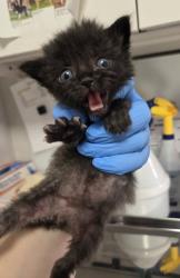 Shelter Stray Male Cat last seen W Bullard Ave & N Briarwood Ave, Fresno Zone Fresno CO 2 93711, CA, 1510 W Dan Ronquillo Dr, Fresno, CA 93706, USA