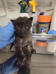 Shelter Stray Male Cat last seen W Bullard Ave & N Briarwood Ave, Fresno Zone Fresno CO 2 93711, CA, 1510 W Dan Ronquillo Dr, Fresno, CA 93706, USA