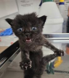 Shelter Stray Male Cat last seen W Bullard Ave & N Briarwood Ave, Fresno Zone Fresno CO 2 93711, CA, 1510 W Dan Ronquillo Dr, Fresno, CA 93706, USA