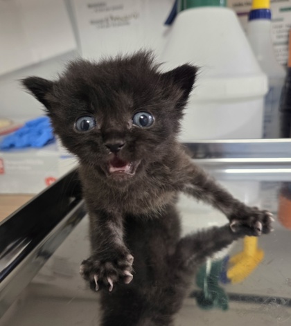 Shelter Stray Male Cat last seen W Bullard Ave & N Briarwood Ave, Fresno Zone Fresno CO 2 93711, CA, 1510 W Dan Ronquillo Dr, Fresno, CA 93706, USA