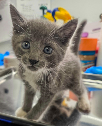 Shelter Stray Male Cat last seen Fresno Humane, FHAS (On Site),, 1510 W Dan Ronquillo Dr, Fresno, CA 93706, USA