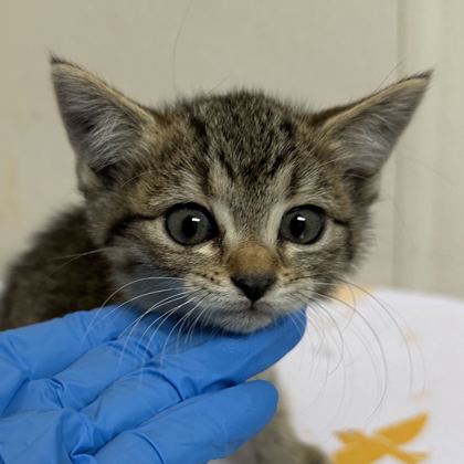 Shelter Stray Female Cat last seen Walton/Texas Ave, City of College Station, TX, 5359 Leonard Rd, Bryan, TX 77807, USA