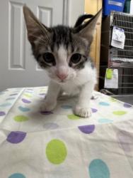 Shelter Stray Male Cat last seen property, Inverness, FL, 4030 S Airport Rd, Inverness, FL 34450, USA