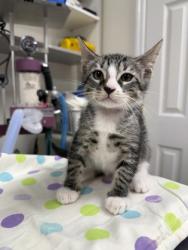 Shelter Stray Male Cat last seen property, Inverness, FL, 4030 S Airport Rd, Inverness, FL 34450, USA