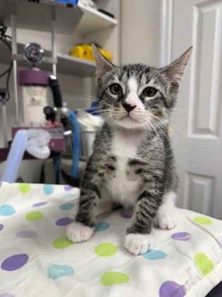 Shelter Stray Male Cat last seen property, Inverness, FL, 4030 S Airport Rd, Inverness, FL 34450, USA