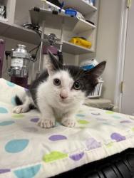 Shelter Stray Female Cat last seen property, Inverness, FL, 4030 S Airport Rd, Inverness, FL 34450, USA