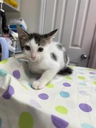 Shelter Stray Male Cat last seen property, Inverness, FL, 4030 S Airport Rd, Inverness, FL 34450, USA