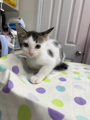Shelter Stray Male Cat last seen property, Inverness, FL, 4030 S Airport Rd, Inverness, FL 34450, USA