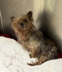 Shelter Stray Female Dog last seen Near Catalpa Ave, City of Knoxville ASO, TN, 3201 Division St, Knoxville, TN 37919, USA