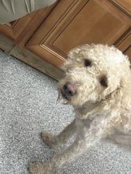 Shelter Stray Male Dog last seen Near Millertown Pike, City of Knoxville ASO, TN, 3201 Division St, Knoxville, TN 37919, USA