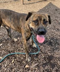 Shelter Stray Male Dog last seen Near Center St, 30058, GA, 3280 Chamblee Dunwoody Rd, Chamblee, GA 30341, USA