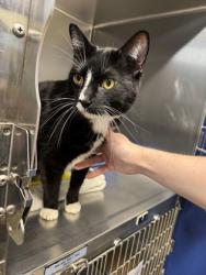 Shelter Stray Male Cat last seen Seavy Colony, Benton County, OR, 398 SW Twin Oaks Cir, Corvallis, OR 97333, USA